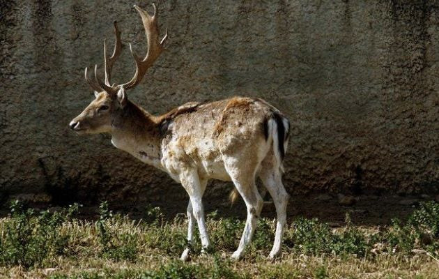Στα κάγκελα φιλοζωϊκές οργανώσεις  – «Ρούντολφ» στα τσιγκέλια σε κρεοπωλείο